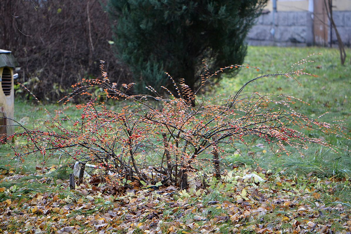 Image of Cotoneaster horizontalis specimen.