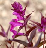 Melampyrum setaceum. Верхушка побега с цветками. Приморский край, Ольгинский р-н, 6 км Ю-В с. Милоградово, бух. Красная Скала. 12.08.2009.