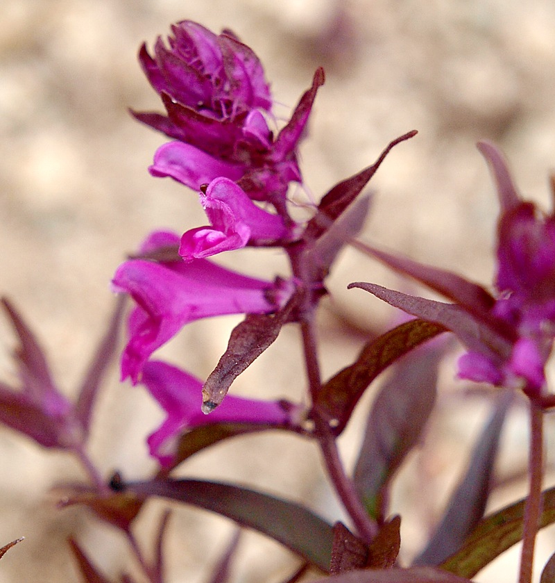 Image of Melampyrum setaceum specimen.