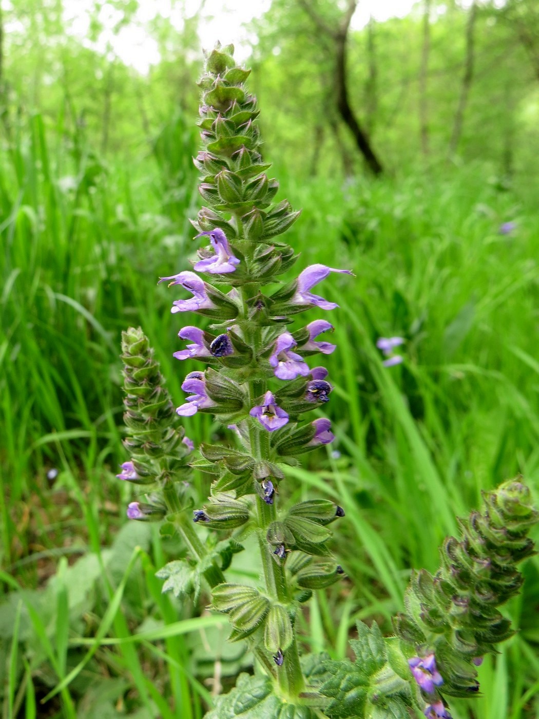 Image of Salvia verbenaca specimen.