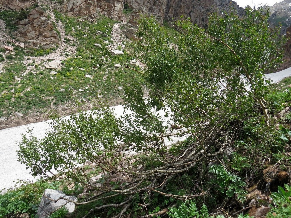 Image of Betula tianschanica specimen.