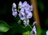 Aconitum talassicum