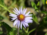 Aster sibiricus