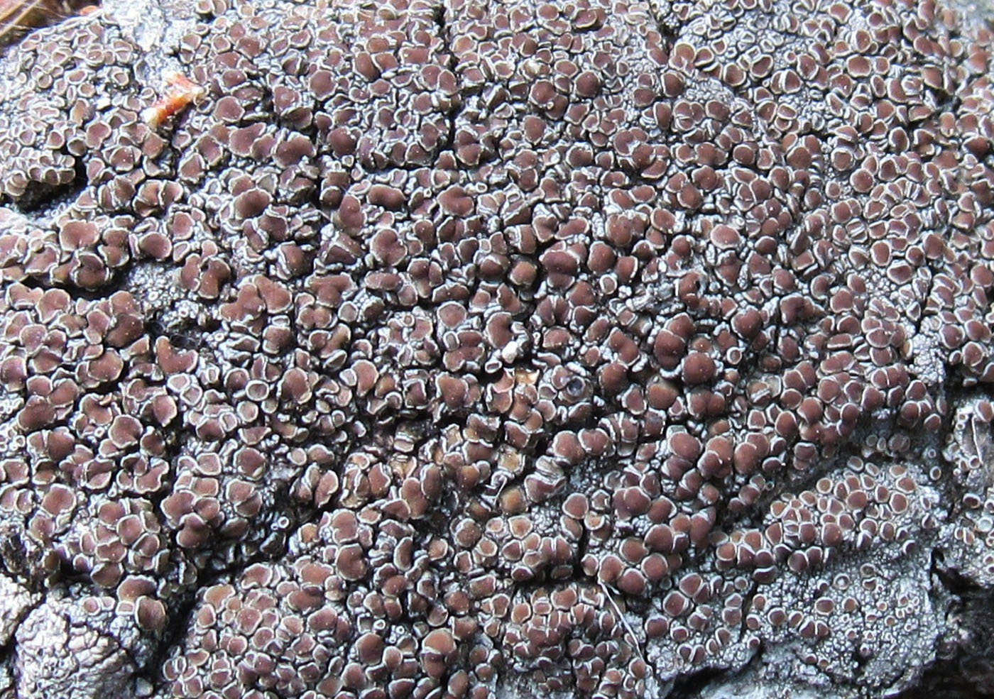 Изображение особи Lecanora cenisia.