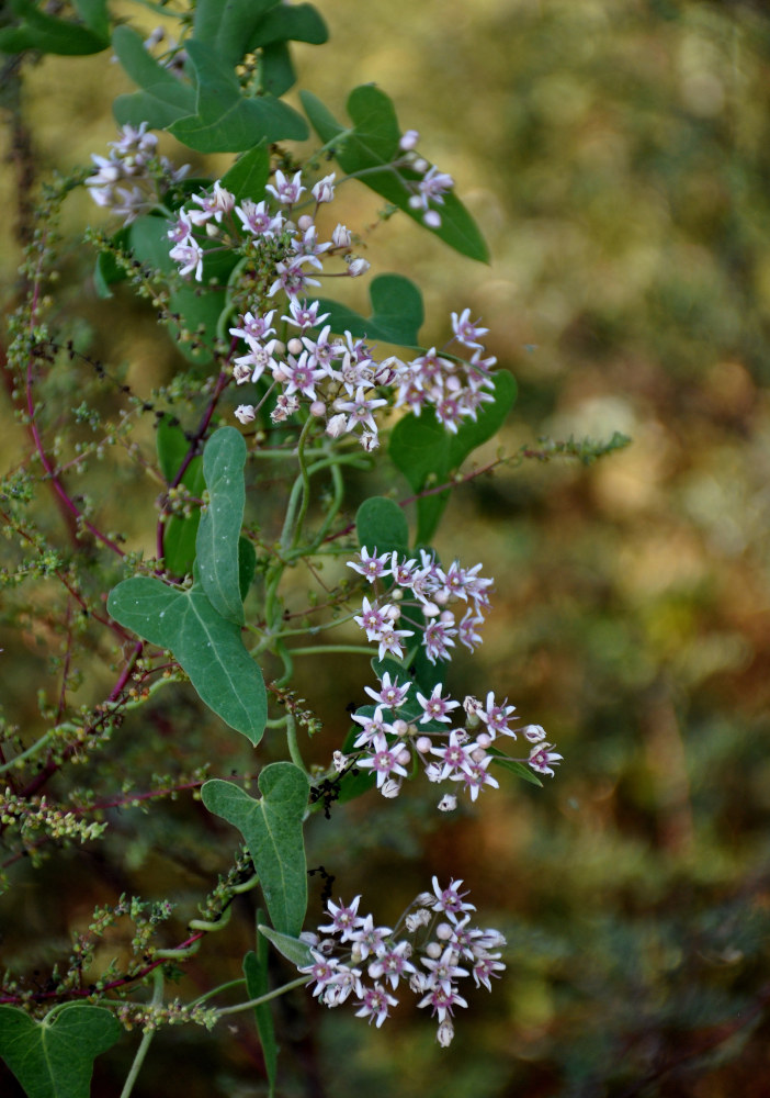 Image of Cynanchum acutum specimen.