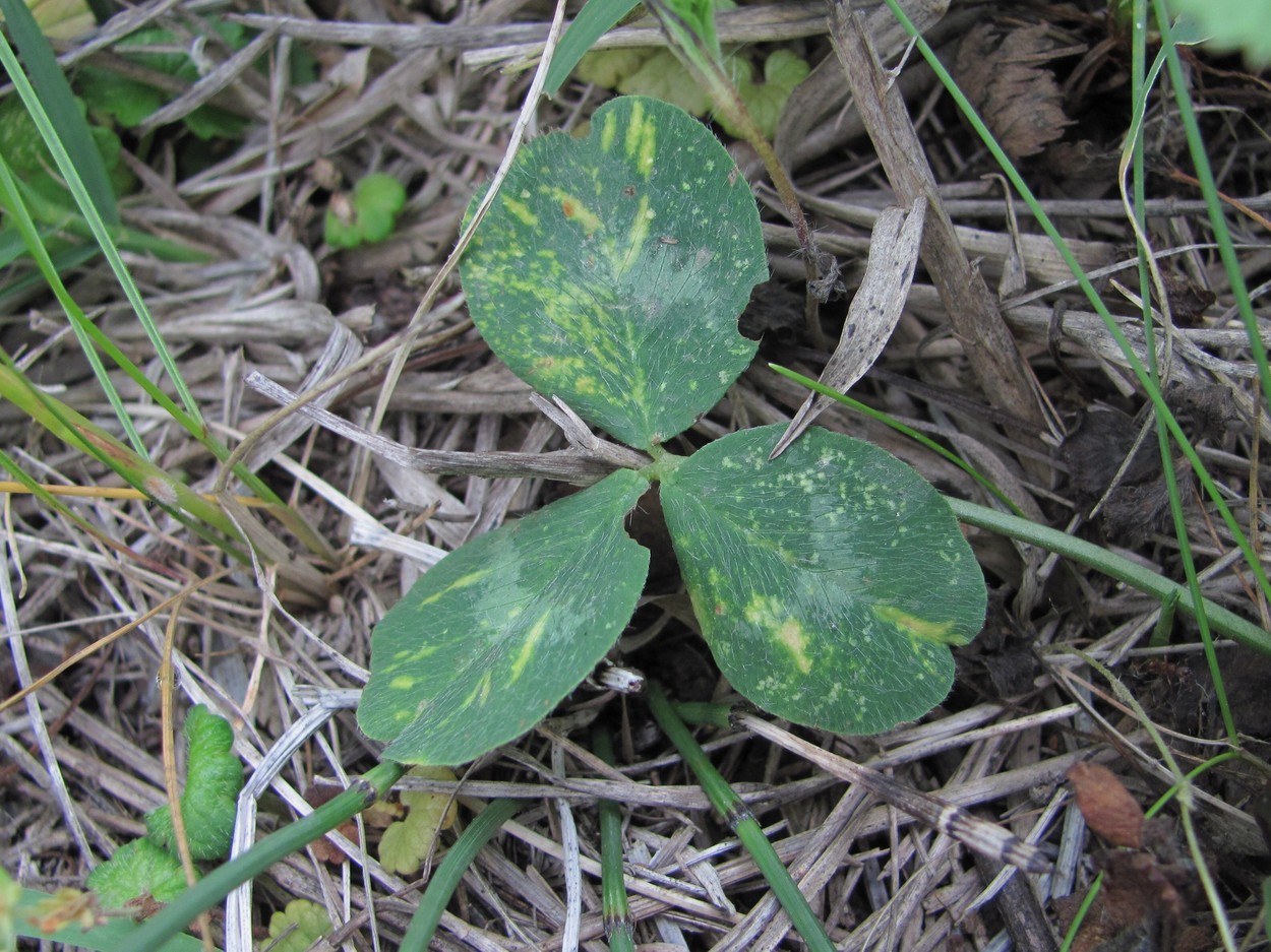 Изображение особи Trifolium pratense.