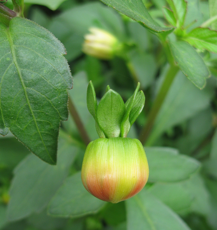 Изображение особи Dahlia pinnata.