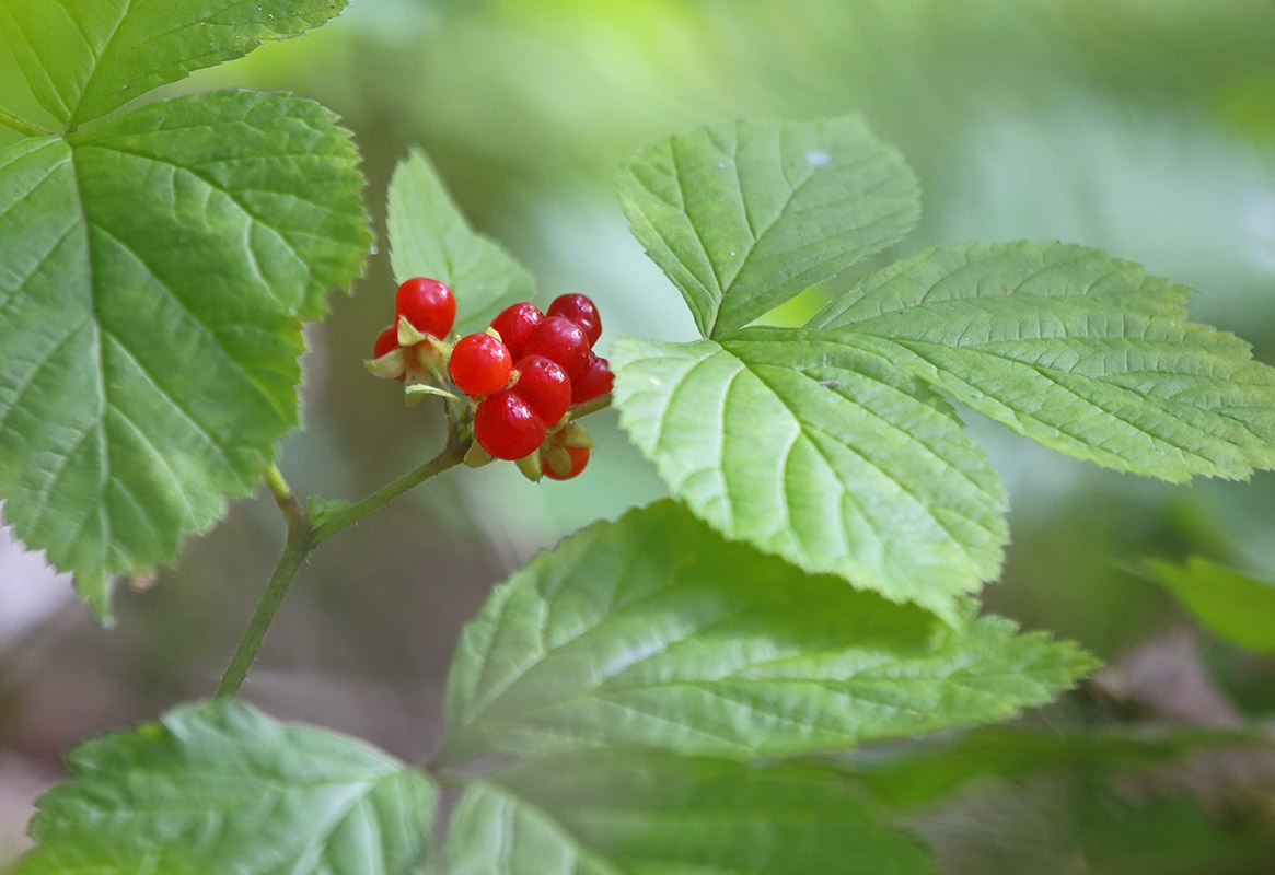 Image of Rubus saxatilis specimen.