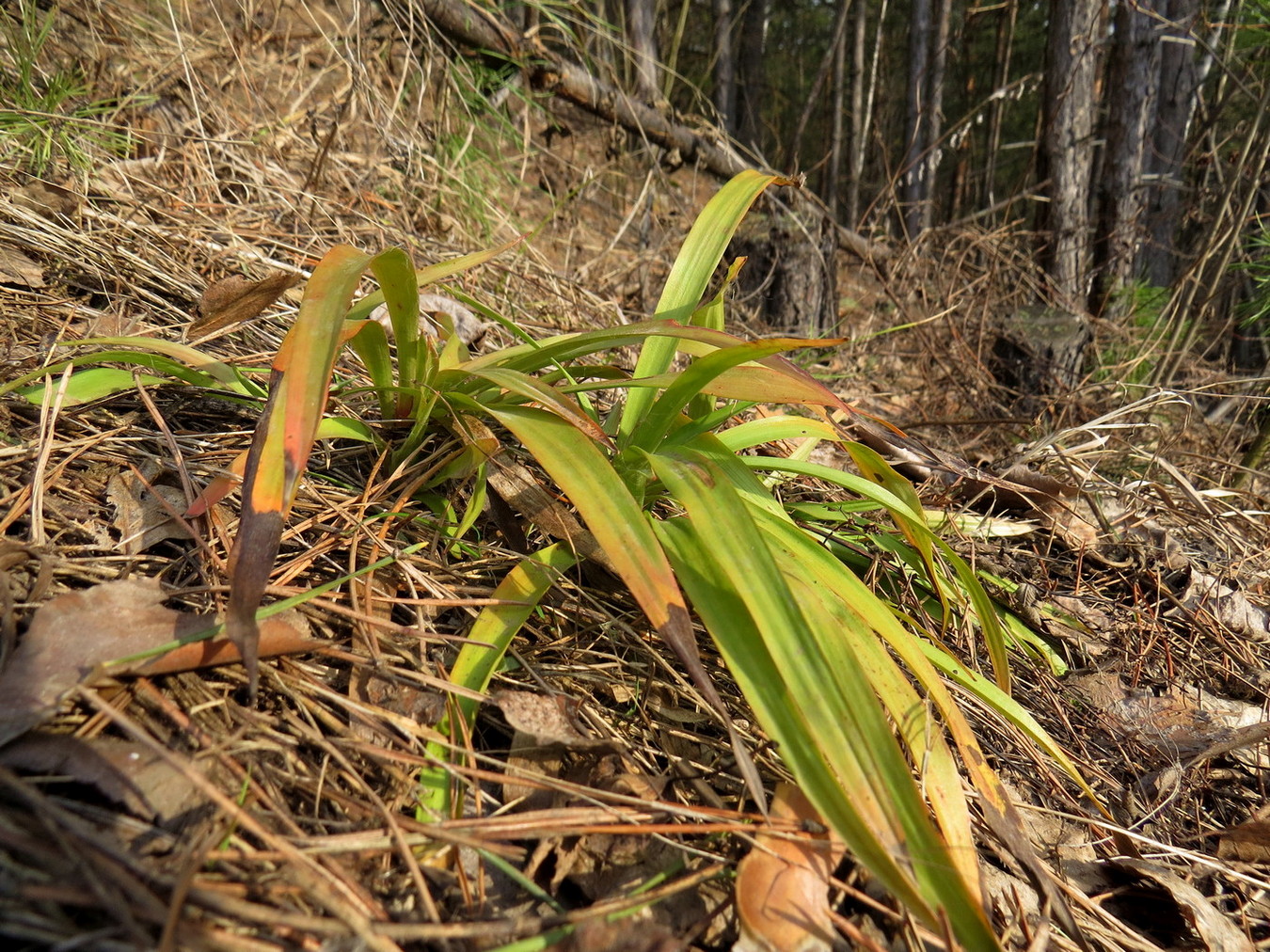 Image of Luzula pilosa specimen.