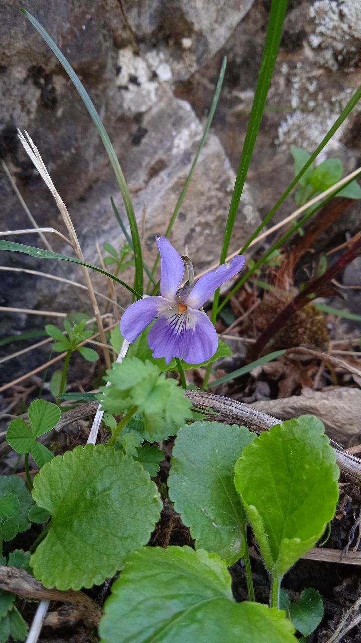 Image of genus Viola specimen.