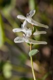 Corydalis caucasica. Соцветие. Краснодарский край, м/о г. Новороссийск, южный склон Маркотхского хребта, дубово-буковый лес. 02.05.2021.