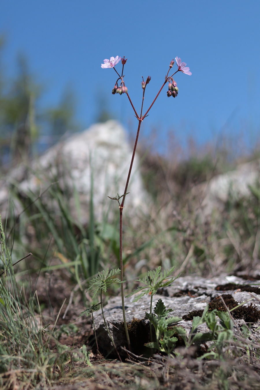 Image of Geranium macrostylum specimen.