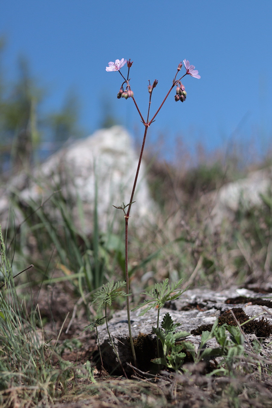 Изображение особи Geranium macrostylum.