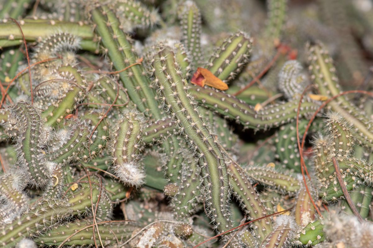 Image of familia Cactaceae specimen.