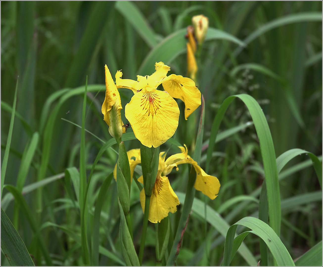 Изображение особи Iris pseudacorus.