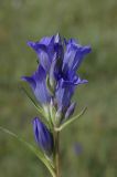 Gentiana decumbens