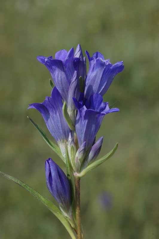 Изображение особи Gentiana decumbens.