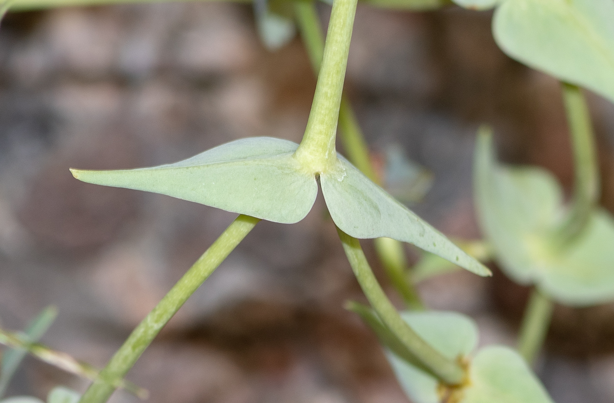 Изображение особи Euphorbia monteiroi.