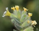 Nonea alpestris