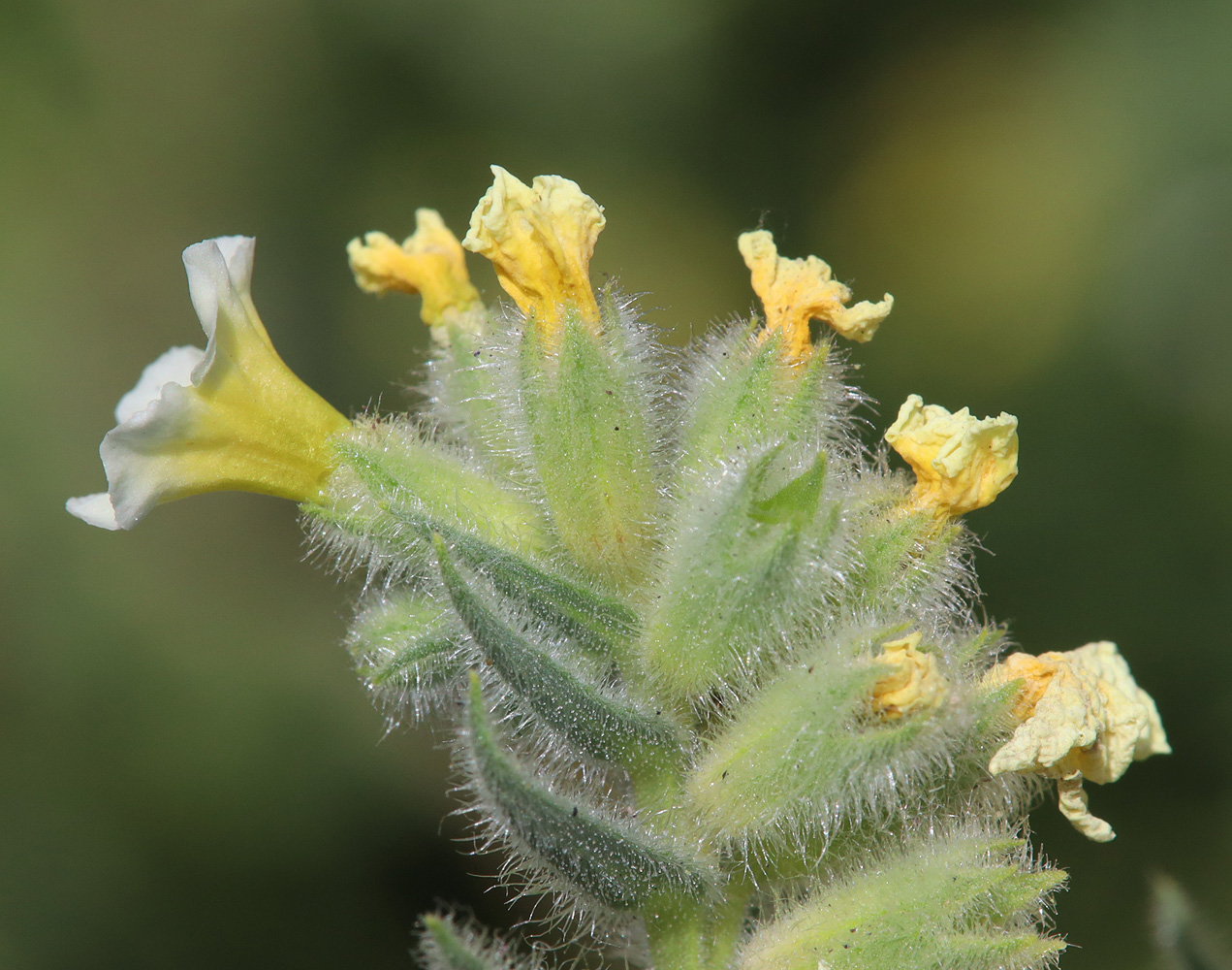 Image of Nonea alpestris specimen.