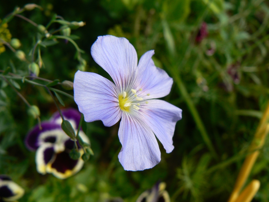 Изображение особи Linum amurense.