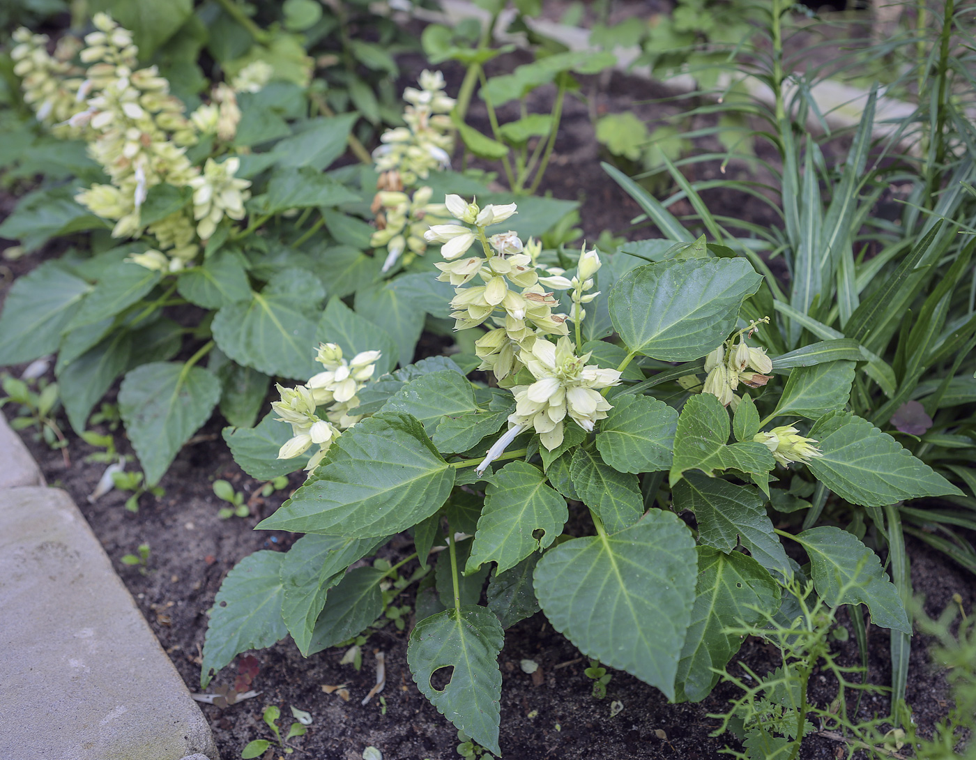 Изображение особи Salvia splendens.