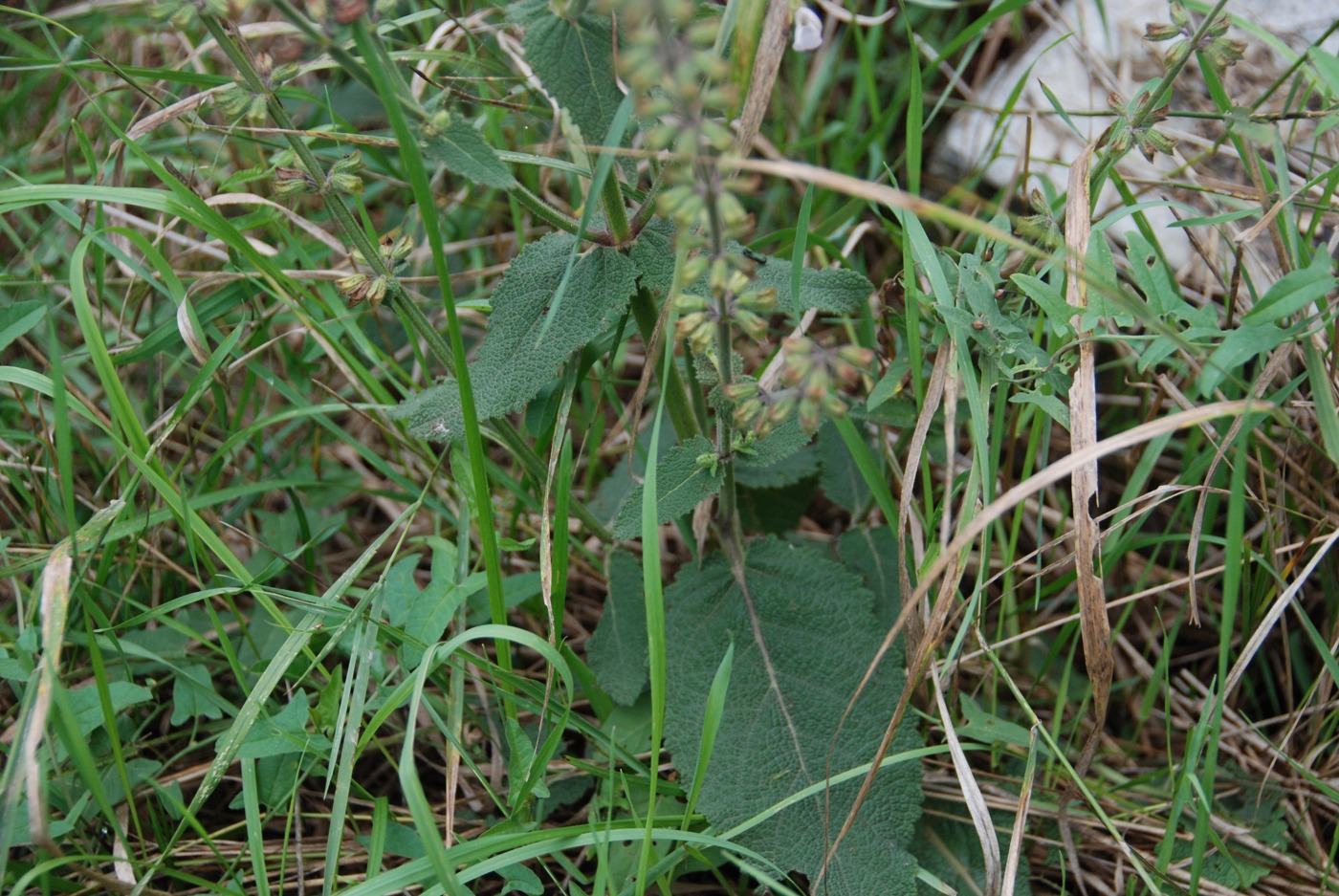 Image of Salvia transcaucasica specimen.