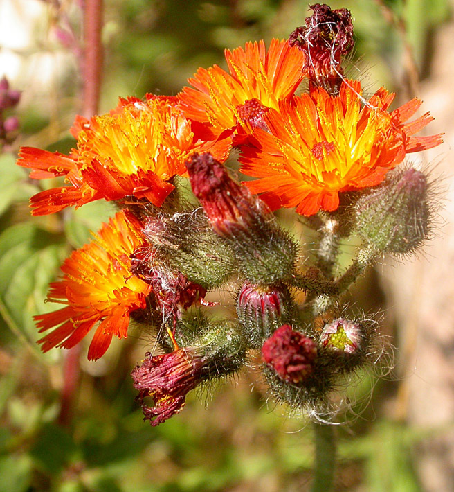 Image of Pilosella aurantiaca specimen.