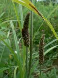 Plantago media. Зрелые соплодия. Хабаровский край, Хабаровский р-н, окр. ст. Хехцир, луг. 30.06.2015.