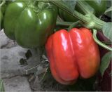 Capsicum annuum