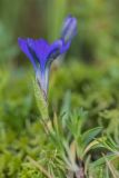 Gentiana dshimilensis. Цветущее растение. Краснодарский край, м/о город-курорт Сочи, окр. с. Эстосадок, окр. ур. Бзерпинский карниз, выс. ≈ 2100 м н.у.м., сырой субальпийский луг. 29.08.2021.