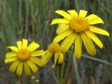 Senecio vernalis