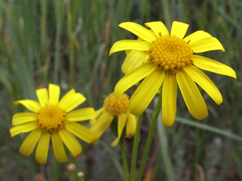 Изображение особи Senecio vernalis.