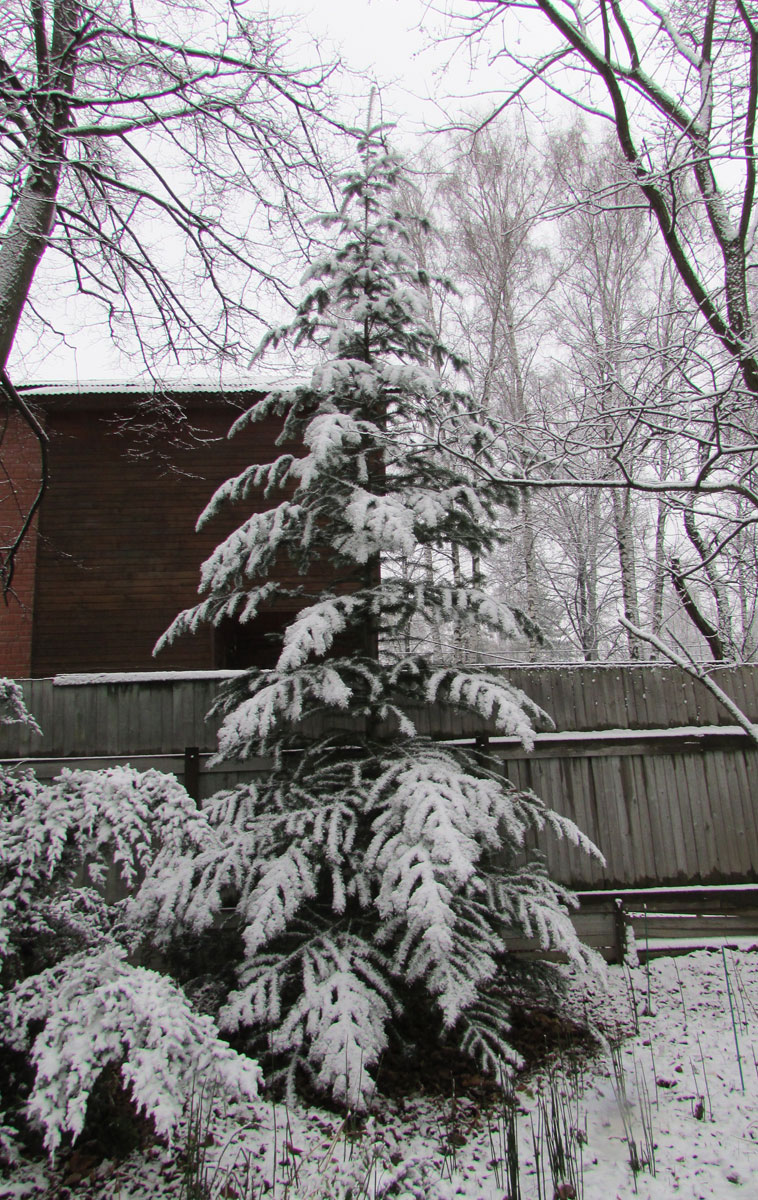 Изображение особи Pseudotsuga menziesii.