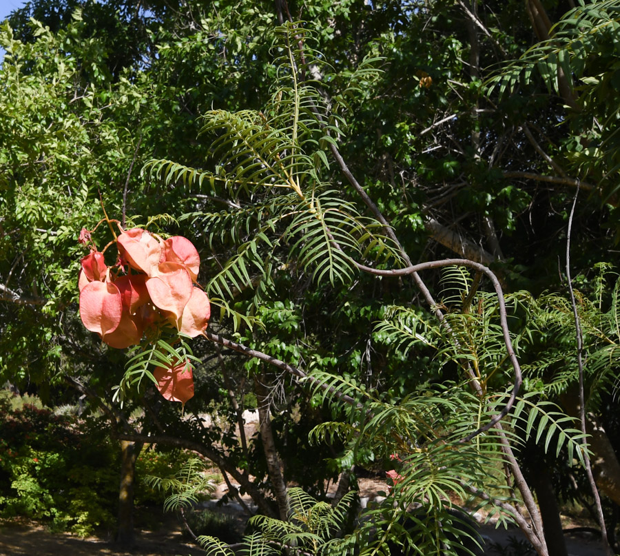 Image of Erythrophysa transvaalensis specimen.