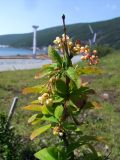 Berberis vulgaris. Верхушка ветви с цветками, бутонами и завязавшимися плодами. Магаданская обл., г. Магадан, побережье бухты Нагаева, сквер \"Маяк\", в озеленении. 15.07.2021.