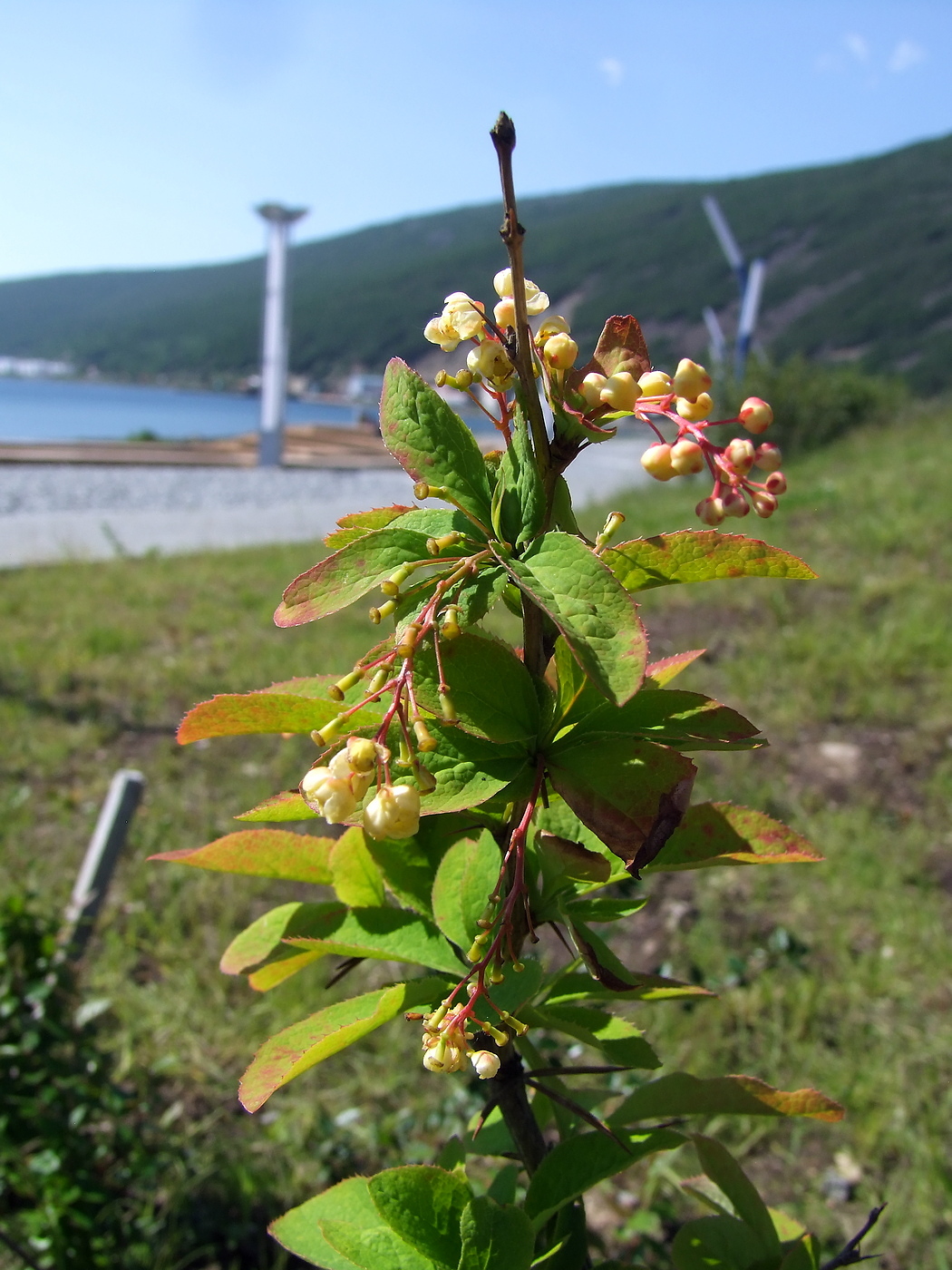 Image of Berberis vulgaris specimen.