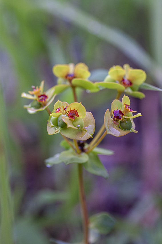 Image of Euphorbia petrophila specimen.