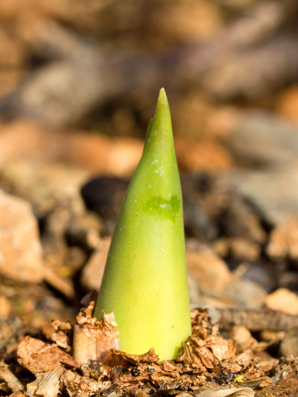 Image of Drimia numidica specimen.