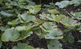 Sanguinaria canadensis