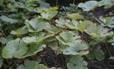 Sanguinaria canadensis. Листья ('Multiplex'). Москва, Аптекарский огород, теневой сад, в культуре. 03.09.2021.