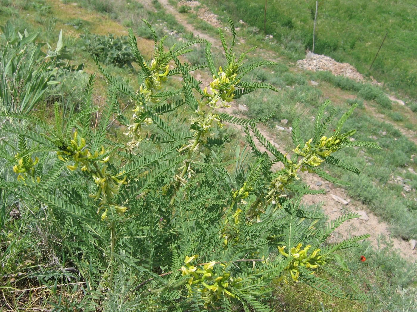 Изображение особи Astragalus turkestanus.
