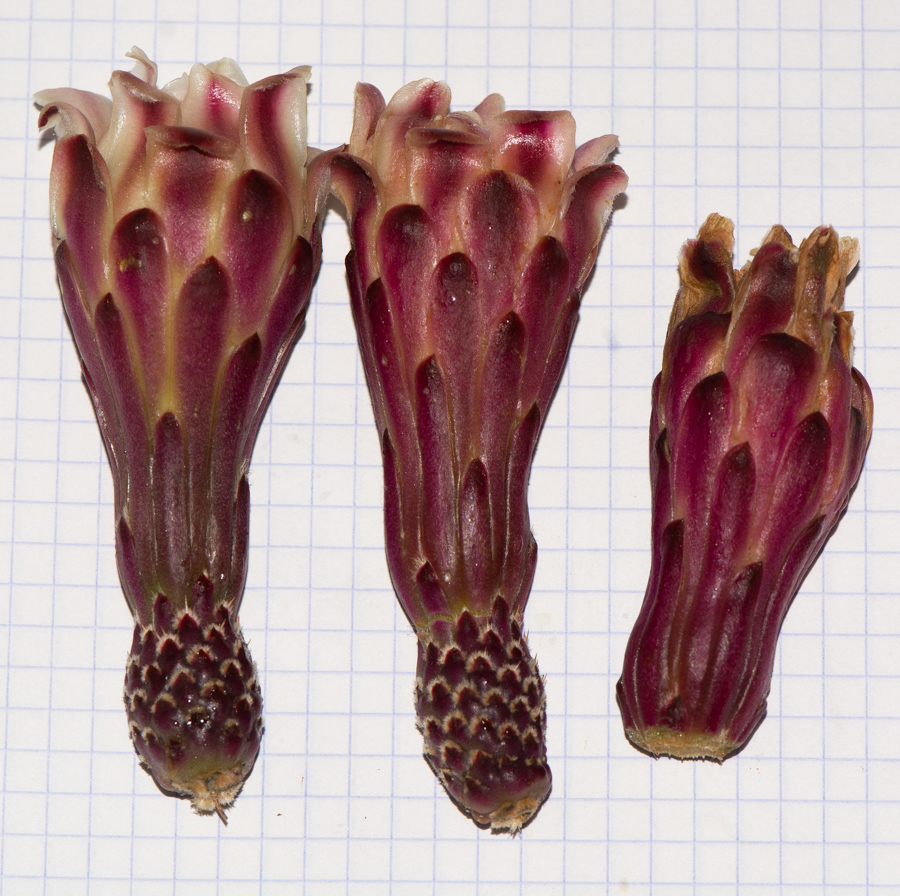 Image of genus Cereus specimen.