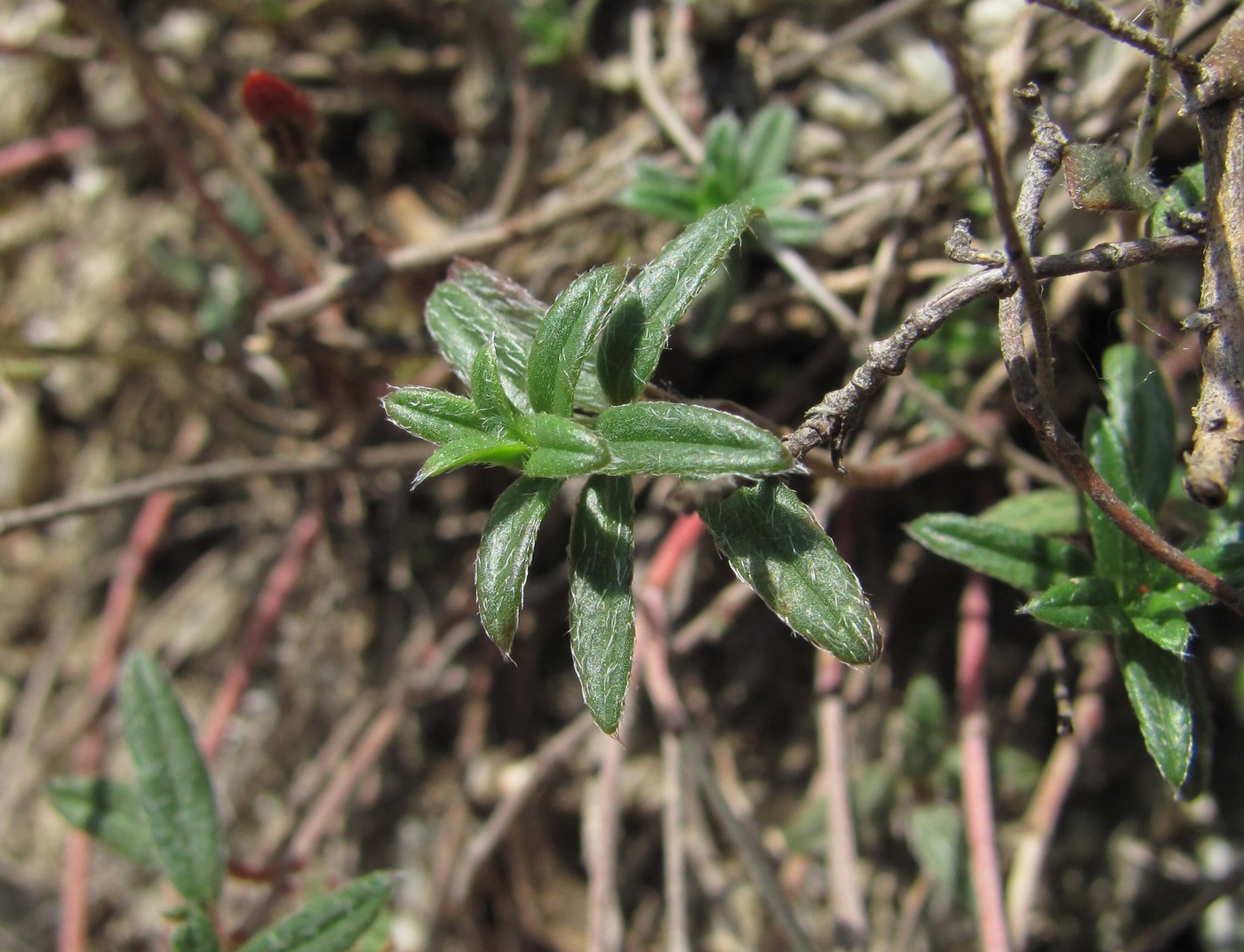 Image of Helianthemum buschii specimen.