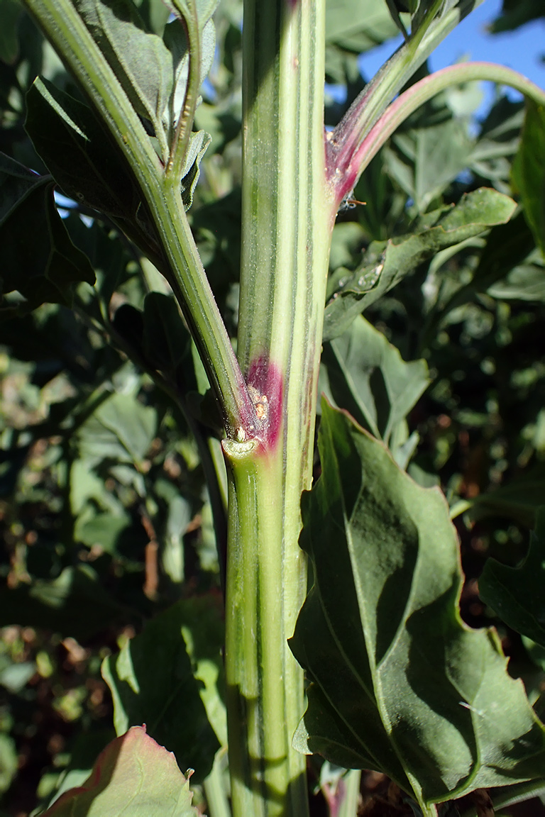 Image of Chenopodium opulifolium specimen.