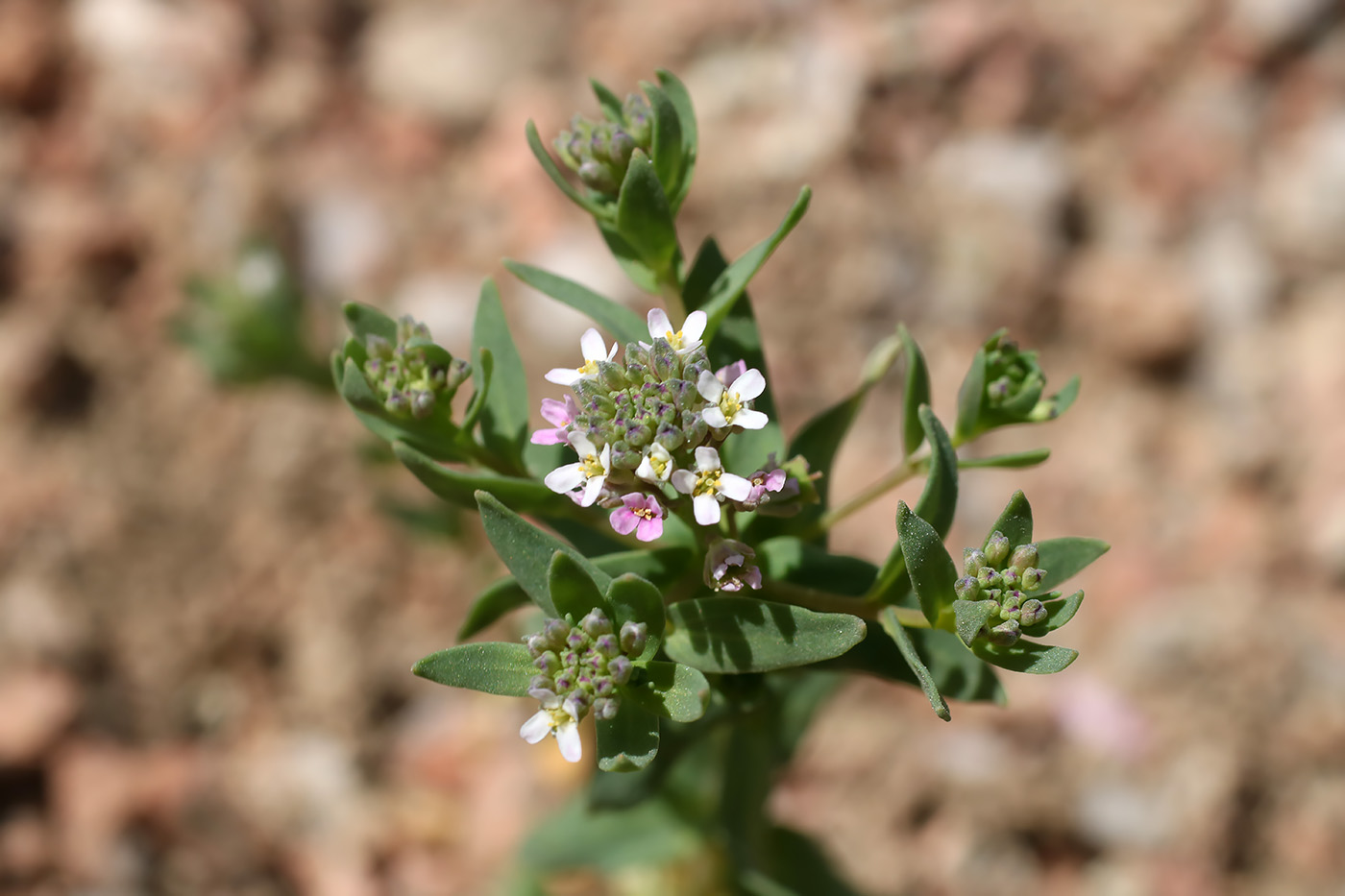 Изображение особи Aethionema carneum.