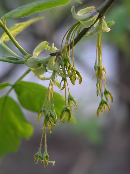 Image of Acer negundo specimen.