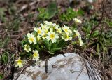 Primula vulgaris