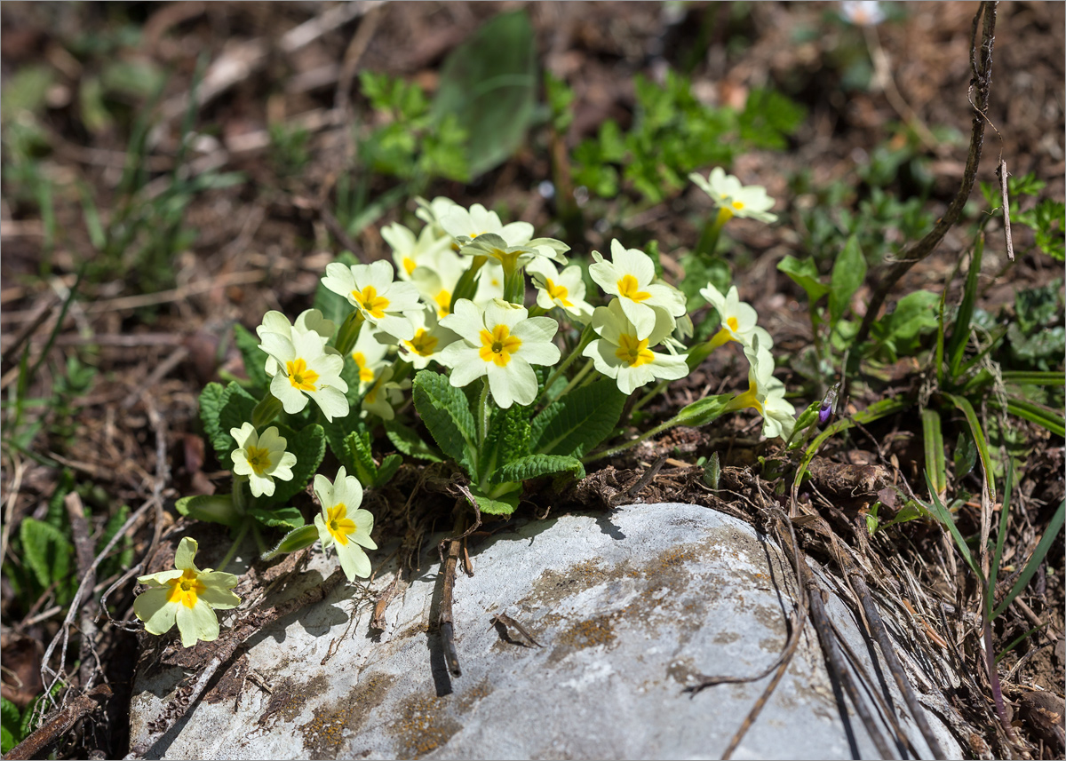 Image of Primula vulgaris specimen.