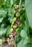 Phytolacca americana